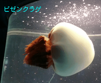 image/2016-09-15T133A473A10-1.gif